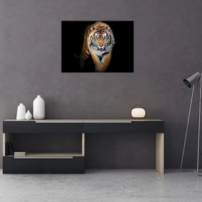 Sklenený obraz - Tiger (70x50 cm)