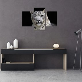Obraz - Leopard snežný (90x60 cm)