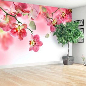 Fototapeta Vliesová Tropické orchidey 152x104 cm