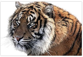 Obraz tigra (90x60 cm)