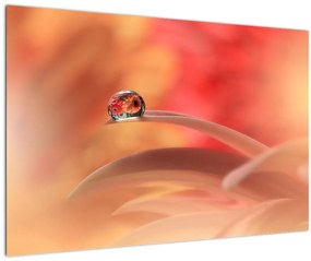 Obraz kvetinové kvapky rosy (90x60 cm)