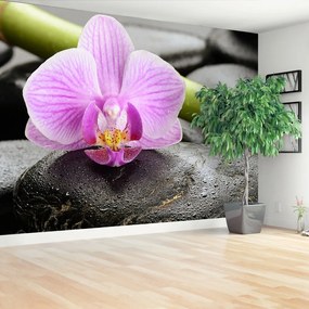 Fototapeta Vliesová Orchidea kamene 416x254 cm