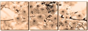 Obraz na plátne - Čerešňový kvet - panoráma 5279FB (90x30 cm)