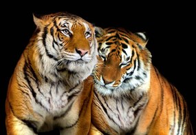Fototapeta - Tigre (254x184 cm)