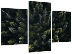 Obraz - Les (90x60 cm)