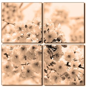 Obraz na plátne - Čerešňový kvet - štvorec 3279FE (60x60 cm)