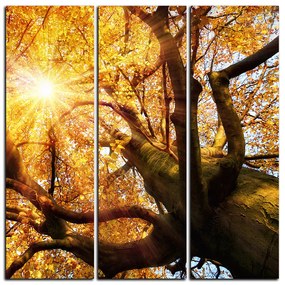 Obraz na plátne - Slnko cez vetvi stromu - štvorec 3240B (105x105 cm)