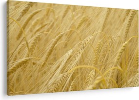 Obraz - Jačmeň (90x60 cm)