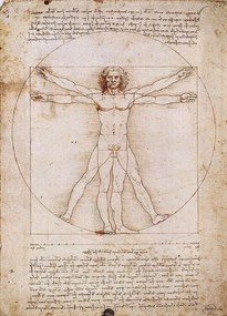 Umelecká tlač Vitruvian Man, Leonardo Da Vinci, (50 x 70 cm)
