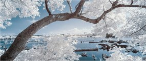 Obraz zasneženého stromu pri vode (120x50 cm)