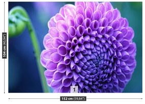 Fototapeta Vliesová Fialová dahlia 250x104 cm