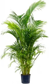 Dypsis Areca lutescens Tuft 22/19 výška 135 cm