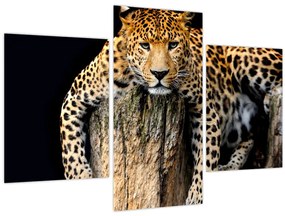 Obraz - Gepard (90x60 cm)