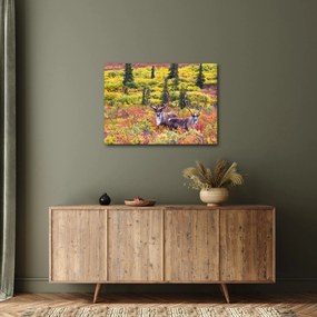 Obraz - Karibu na Aljaške (70x50 cm)