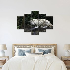 Obraz - Tiger albín (150x105 cm)