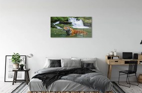 Obraz na akrylátovom skle Tiger vodopád 100x50 cm