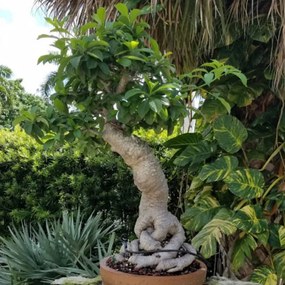 Semienka bonsaje - Africký baobab - 5 ks