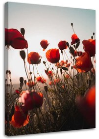 Obraz na plátně Červený mák Polní květiny - 70x100 cm