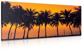 Obraz západ slnka nad palmami Varianta: 100x50