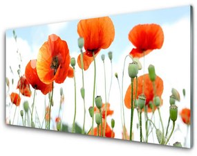 Obraz plexi Kvety maky lúka pole príroda 120x60 cm
