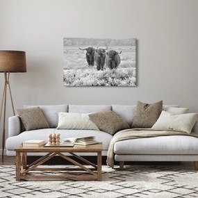 Obraz - Škótske kravy, čiernobiela (90x60 cm)