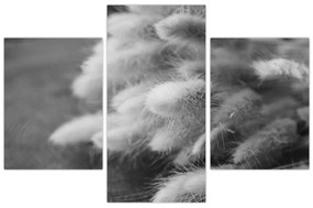 Obraz - bunny tail grass na stole (90x60 cm)