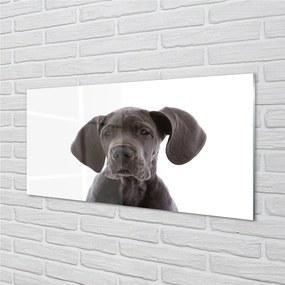 Sklenený obraz hnedý pes 140x70 cm