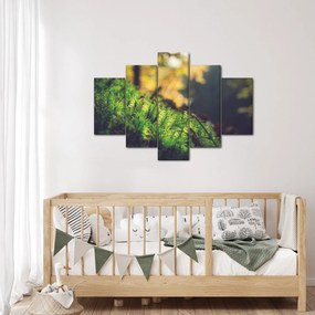 Obraz machu s hubou (150x105 cm)