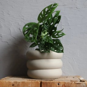 Monstera Adansonii Monkey mask