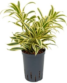 Pleomele (Dracaena) reflexa 'Song of India' 15/19 v.40 cm