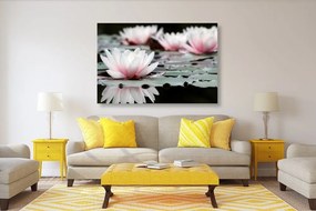 Obraz lotosový kvet - 120x80
