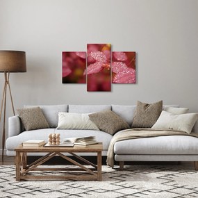 Obraz - Makro snímka lístka (90x60 cm)