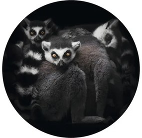 Fototapeta vliesová Lemur 142,5 cm