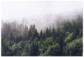 Fototapeta Vliesová Horský les 250x104 cm