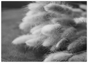Sklenený obraz - bunny tail grass na stole (70x50 cm)