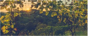 Obraz - Vinice (120x50 cm)