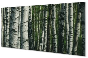 Nástenný panel  brezového lesa 100x50 cm