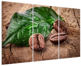 Kávové zrná - obraz na stenu