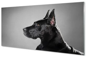 Sklenený obraz Čierny pes 100x50 cm