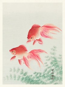 Obrazová reprodukcia Two Veil Goldfish, Ohara Koson