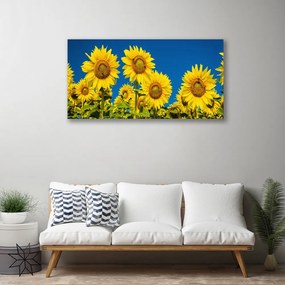 Obraz na plátne Slnečnicami rastlina 120x60 cm