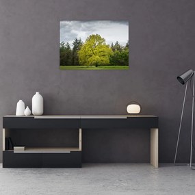 Sklenený obraz zeleného stromu uprostred poľa (70x50 cm)