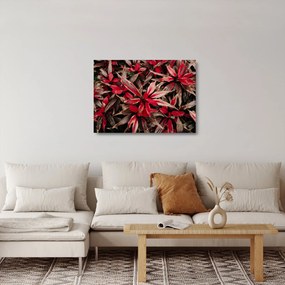 Sklenený obraz červených okvetných lístkov (70x50 cm)