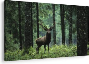 Obraz - Jeleň v hlbokom lese (90x60 cm)