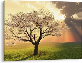 Obraz stromu na lúke (70x50 cm)