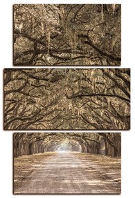 Obraz na plátne - Historické dubové stromy lemované poľnou cestou - obdĺžnik 7239FC (105x70 cm)