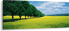Obraz poľa s alejou (120x50 cm)