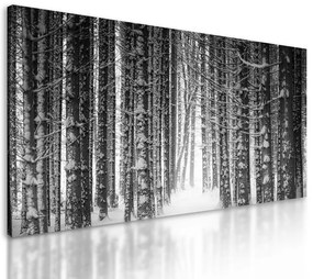 Obraz čiernobielý les v zimnom období