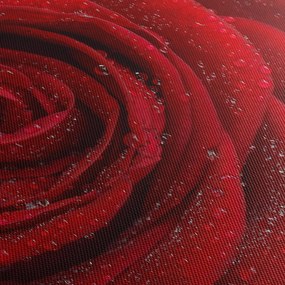 Obraz - detail ruže (90x60 cm)