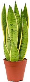 Sansevieria trifasciata White Snow 4/tray 14x45 cm